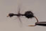Fur Ant - Black - click to enlarge