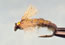 Z-Wing Caddis - click to enlarge