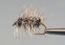 Griffith's Gnat