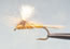 Parachute Sulphur - click to enlarge
