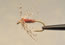 Pheasant Tail - click to enlarge